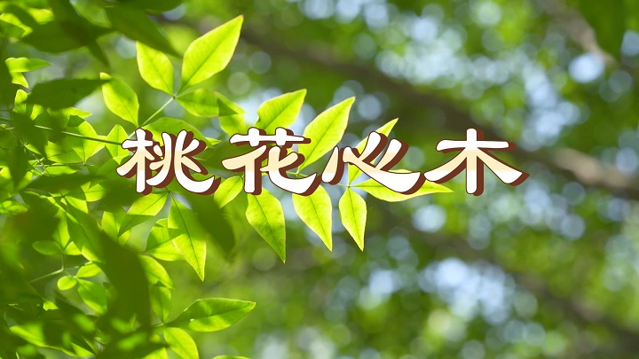 桃花心木-林清玄散文作品，小学语文朗诵篇目，生命励志主题朗诵配乐背景视频