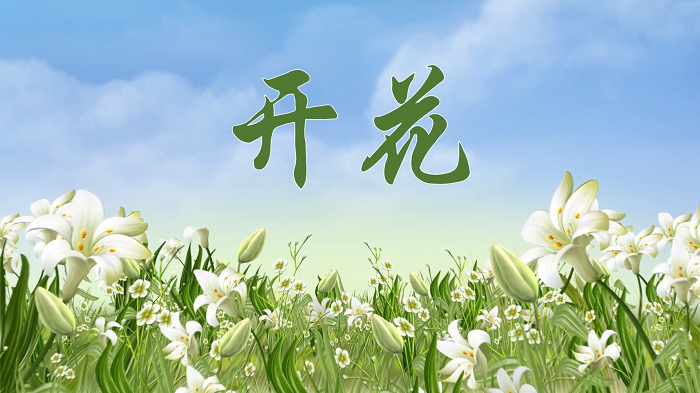 开花-经典朗诵配乐背景视频