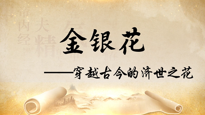 金银花—中医药故事我来讲，弘扬中医药文化，中药主题演讲配乐背景视频